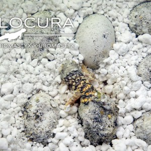 Baby Geyri Rojo 2014 00