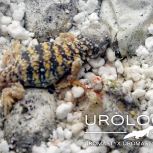 Baby Geyri Rojo 2014 01