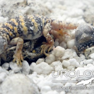 Baby Geyri Rojo 2014 02