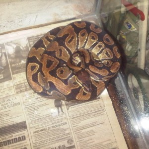 problemas con la puesta..