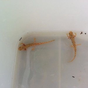 Neurergus strauchii strauchii