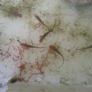 Neurergus strauchii strauchii