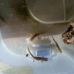 Neurergus strauchii strauchii