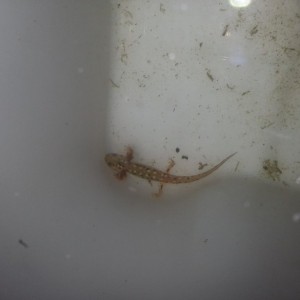 Neurergus strauchii strauchii