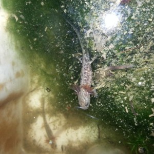 Neurergus strauchii strauchii