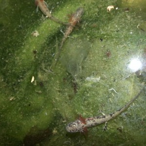 Neurergus strauchii strauchii