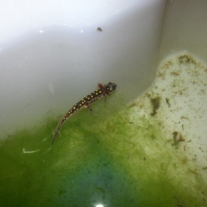 Neurergus strauchii strauchii