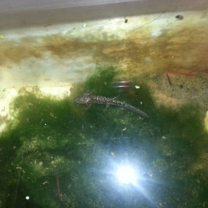 Neurergus strauchii strauchii