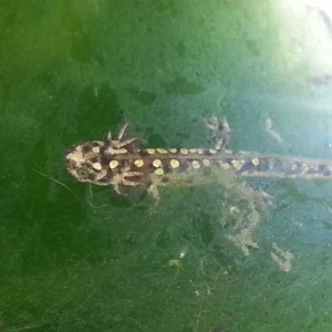 Neurergus strauchii strauchii