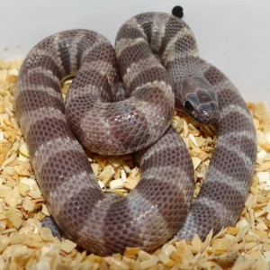 Lavender Snow californiae