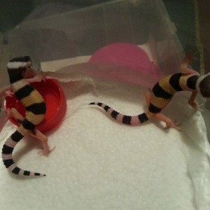 Eublepharis turcmenicus