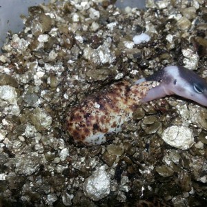 Eublepharis turcmenicus