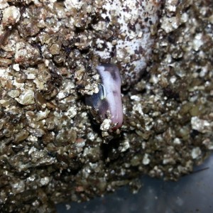 Eublepharis turcmenicus