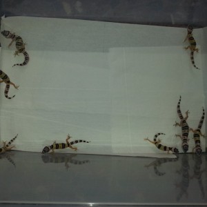 Eublepharis turcmenicus