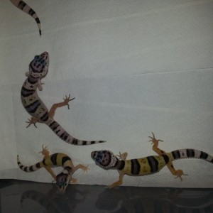 Eublepharis turcmenicus