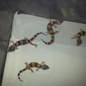 Eublepharis turcmenicus