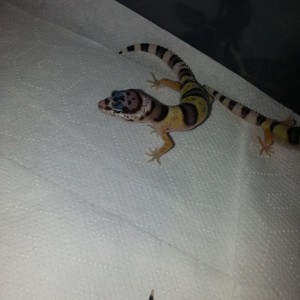 Eublepharis turcmenicus