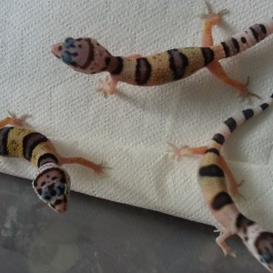 Eublepharis turcmenicus