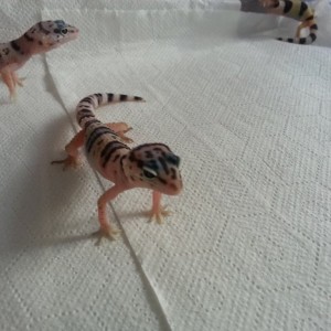 Eublepharis turcmenicus