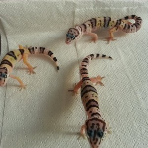 Eublepharis turcmenicus