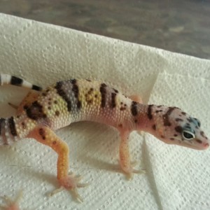 Eublepharis turcmenicus