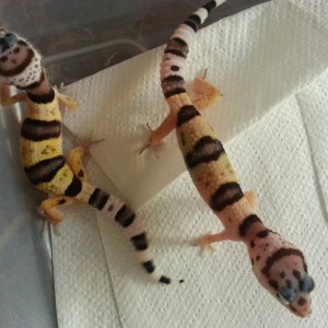 Eublepharis turcmenicus