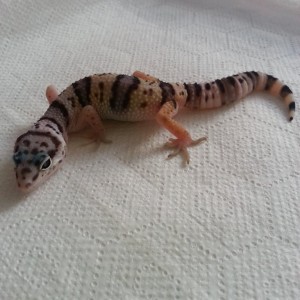 Eublepharis turcmenicus