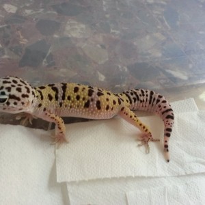 Eublepharis turcmenicus