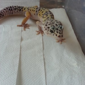 Eublepharis turcmenicus