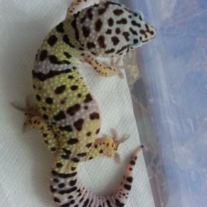 Eublepharis turcmenicus