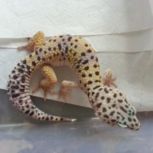 Eublepharis turcmenicus