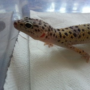 Eublepharis turcmenicus