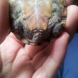 10610927 10204051427462311 6209184846671336372 n