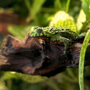 Mi Bombina Orientalis