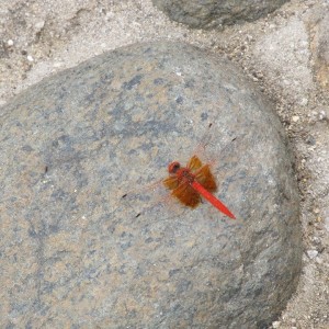 Crocotemis Erythraea macho