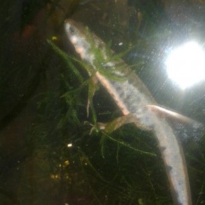 Cynops pyrrhogaster macho en celo