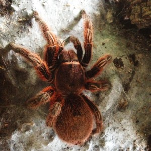 Tarantula