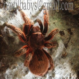 tarantula