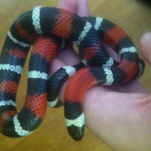 Ayuda identificacion lampropeltis