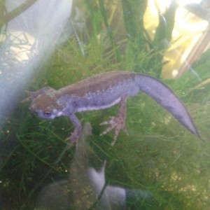 Cynops pyrrhogaster, macho en celo.