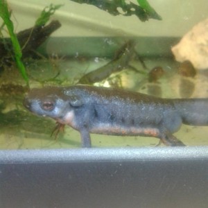 Cynops pyrrhogaster, macho en celo.