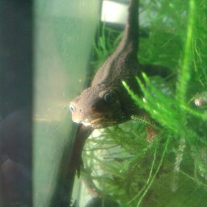 Cynops pyrrhogaster, hembra.