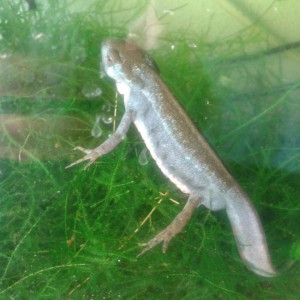 Cynops pyrrhogaster, macho en celo.