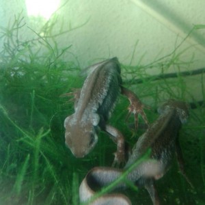 Cynops pyrrhogaster, machos en celo.