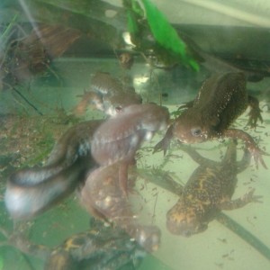 Cynops pyrrhogaster, cortejo.