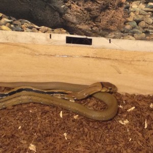 Elaphe Radiata (hembra)