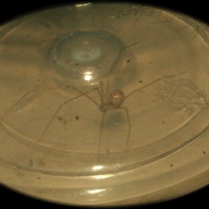 identificacion porfavor