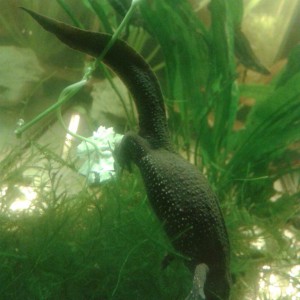 Cynops pyrhogaster, hembra poniendo un huevo.