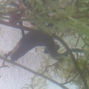 H.orientalis hembra poniendo un huevo