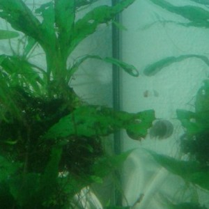 Huevo de H.orientalis